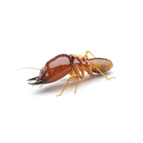 Formosan Termite Identification And Behavior New Mexico Pest Control