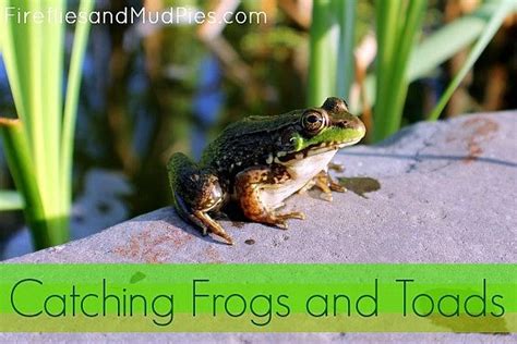 Green frog, july 1 through october 31, 10 (combined species). Catching Frogs and Toads | Frog, toad, Toad, Frog crafts
