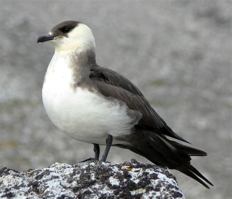 Arctic Skua New Zealand Birds Online