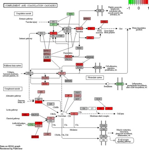 Complement And Coagulation Cascades Pathway From Kegg Genes Are