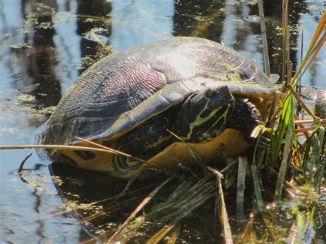 Cannundrums: Yellow-Bellied Slider