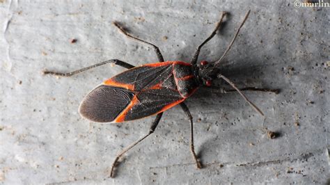 Box Elder Bug North American Insects And Spiders