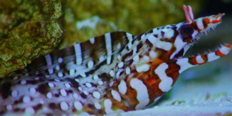 Japanese Dragon Eels Reef Central Online Community Animals Images