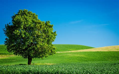 Wallpaper Lonely Tree Green Fields Summer 1920x1200 Hd Picture Image