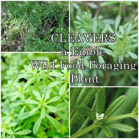 Cleavers An Edible Wild Food Foraging Plant The Homestead Survival