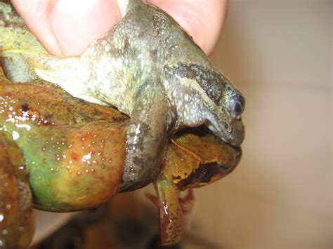 reproduction des grenouilles rousses devenir un professionnel de l aquaculture