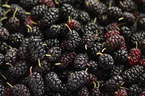 3600x2400 px Berries berry fruits Mulberry ripe Tasty High Quality ...