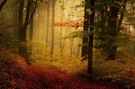 Autumn Colors Foggy Forest Landscape Yellow Green Red Leaves