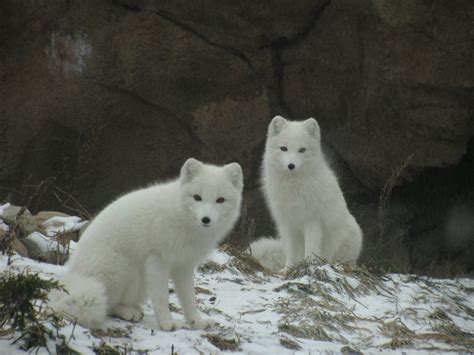 Free Images Snow Cold Winter Environment Fluffy Wolf Polar Bear