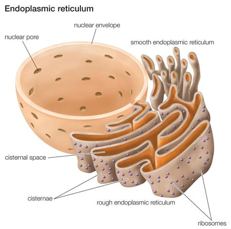 Our cells and other animal cells contain many different components that function together to promote the wellbeing of the cell and the body. Endoplasmic reticulum is a continuous membrane, which is ...