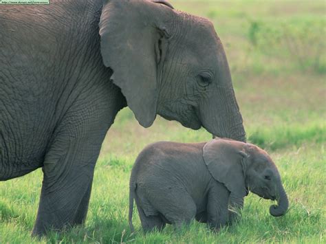 Fotos De Elefantes I