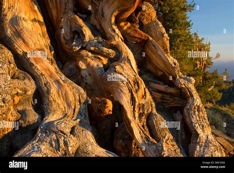 Bristlecone Pine Ancient Bristlecone Pine Forest Ancient Bristlecone