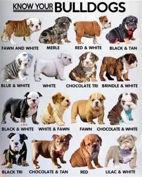 English Bulldog Colors A Comprehensive Guide 2023bruiser Bulldogs