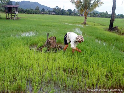 Penanganan tanaman padi terhadap hama dan penyakit. Pemandangan Di Kampung : Sawah Padi ~ Cik Itah Personal ...