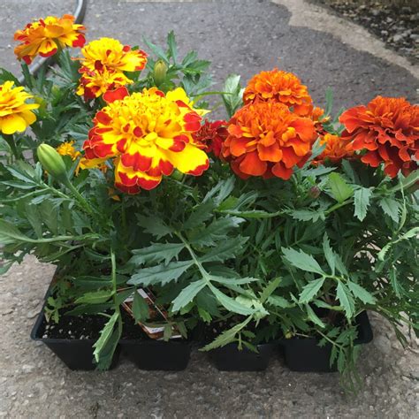 Marigolds Annual Flowers Bedding Packs › Anything Grows