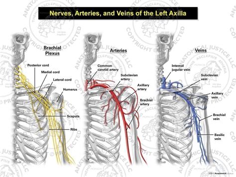 Nerves Arteries And Veins Of The Left Axilla