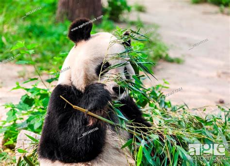 Giant Panda Eating Bamboo Animal Background Stock Photo Picture And