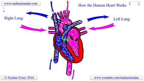 How The Human Heart Works