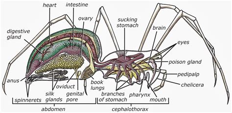 Kings Christian School Biology Subphylum Chelicerata Class Arachnida