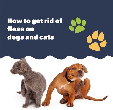 How To Get Rid Of Fleas On Dogs And Cats Mclaughlinsvetsie