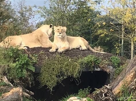 Chester Zoo 2021 Ce Quil Faut Savoir Pour Votre Visite Tripadvisor