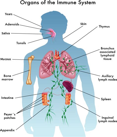 Anatomy Of Immune System