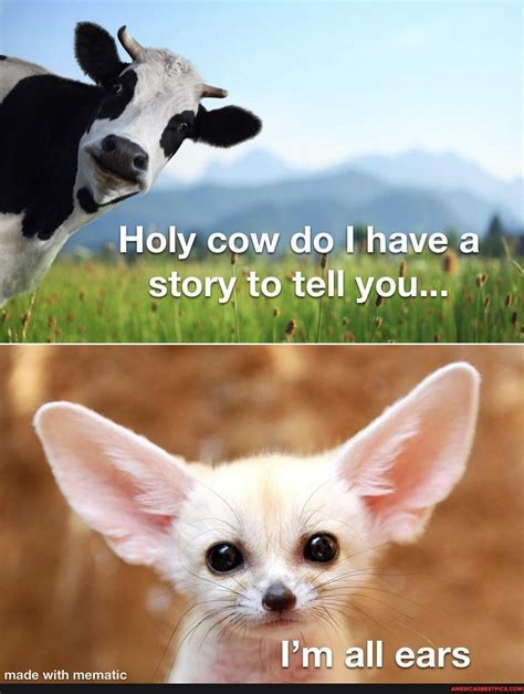 Holy Cow Meme Phenomenon Holy Cow Meme For Famous With Bos Cattle