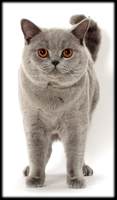 Hi, my name is sarah and i would like to welcome you to mybritishshorthair.com you will learn here everything you need to know when owning a british shorthair cat. Who's That Cat? Meet the British Shorthair — Brits Rule ...
