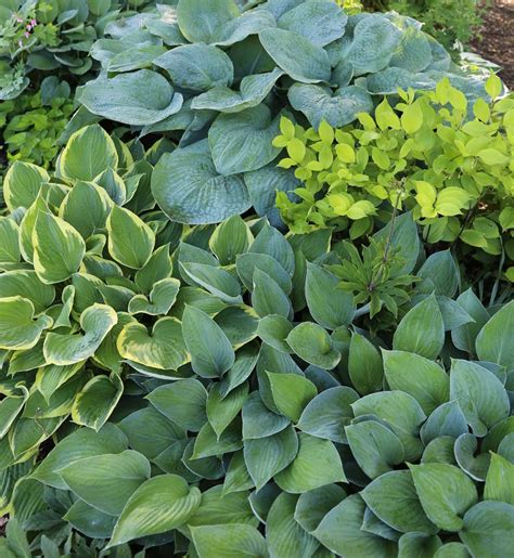 12 Best Companion Plants For Hostas Longfield Gardens