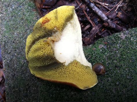 Need Help Identifying A Shroom Mushroom Hunting And Identification