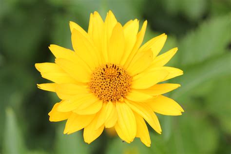 Filea Yellow Flower In Late Summer Wikimedia Commons
