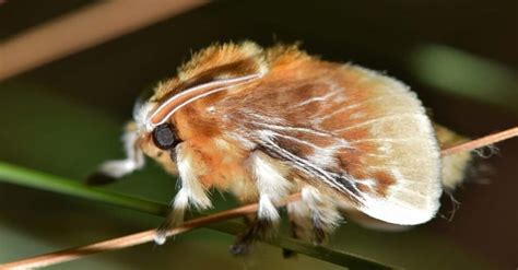The Top 10 Fluffy Furry And Fuzzy Moths In The World A Z Animals