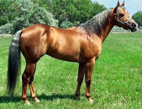 Quarter Horse Beautiful Arabian Horses Horse Breeds Quarter Horse