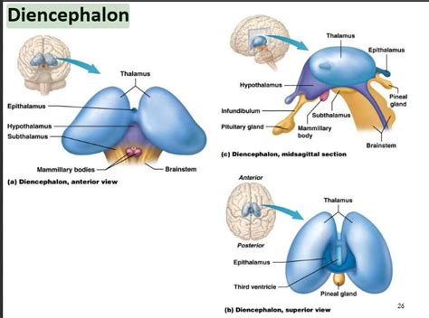 Diencephalon Anatomy