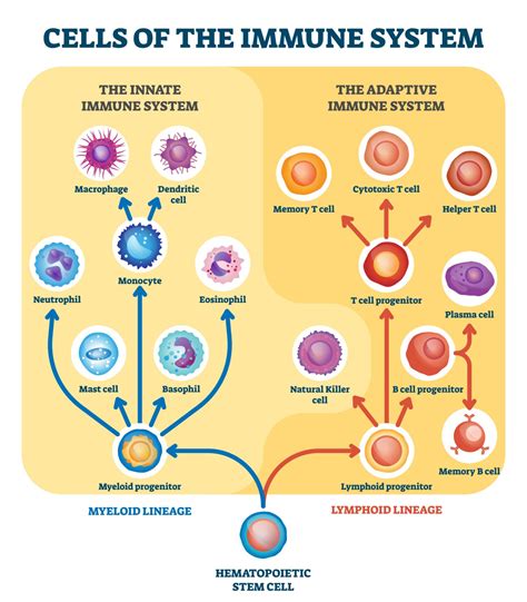The Immune System Autobiology