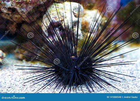 Sea Urchin With Huge Spikes Black Sea Urchin Stock Photo Image Of