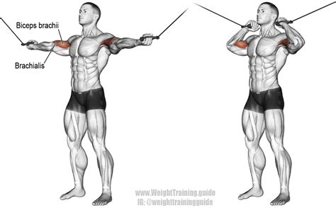 Overhead Cable Curl Exercise Instructions And Video Weighttraining