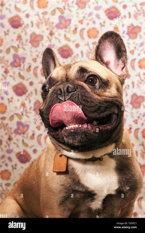 A French Bulldog Stock Photo Alamy