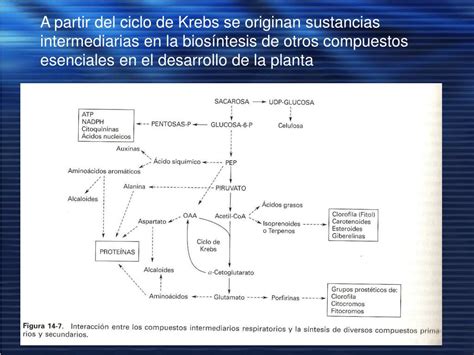 Ppt RespiraciÓn Powerpoint Presentation Free Download Id934307