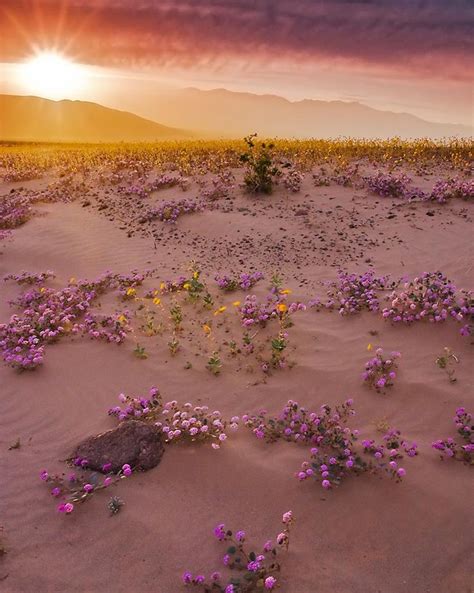 Ca Mojave Desert Sand Dune Flowers Desert Flowers Wild Flowers