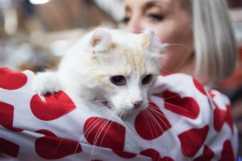 Surrey Cat Festival Returns So You Can Get Your Fill Of Furry Felines