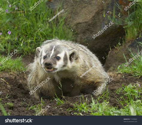 Angry American Badger Next Burrow Green Stock Photo 71459062 Shutterstock