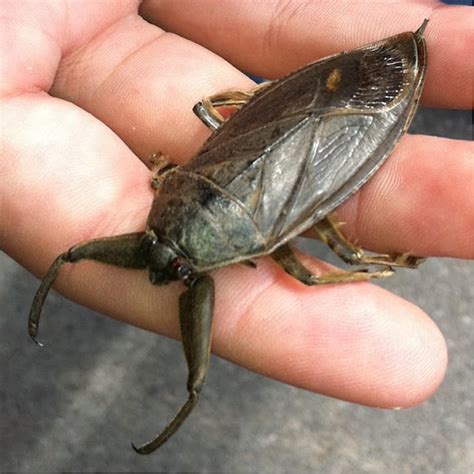 Giant Water Bug Project Noah