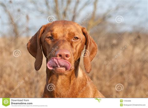 Ob die partei es wieder in den bundestag schaffen wird, ist fraglich. Ungarischer Vizsla Hund, Der Ihre Lippen Leckt Stockbild ...