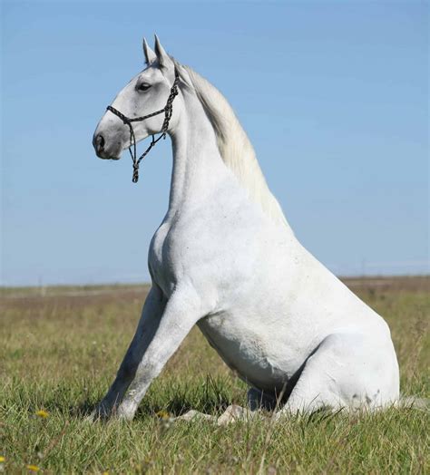 7 Interesting Facts About Lipizzaner Horses