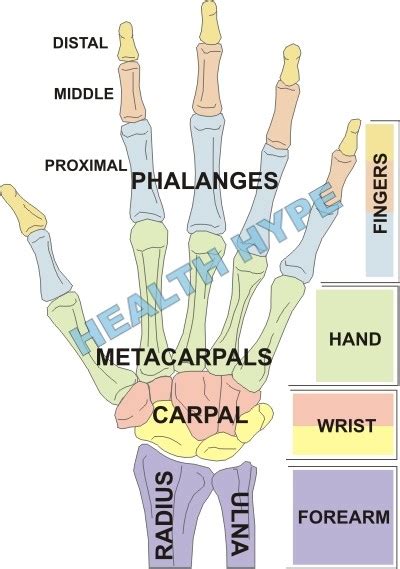 Wrist Joint Hand And Finger Joints And Bones Pictures