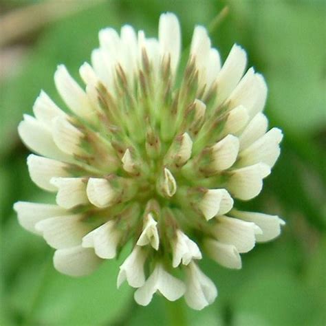 Seedranch White Dutch Clover Seed Nitro Coated And Inoculated 2 Lbs