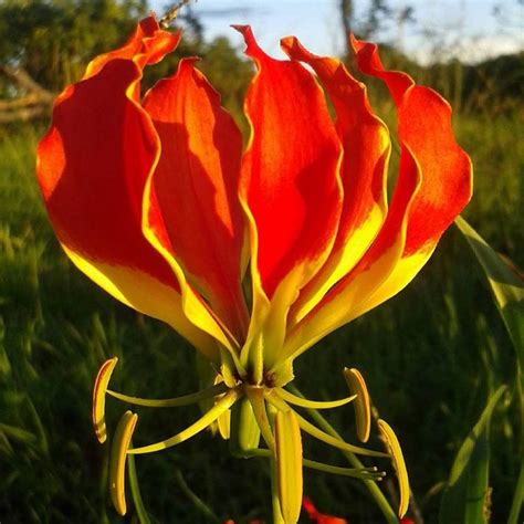 Zimbabwe Flame Lily Or Gloriosa Rothschildiana Is The National Flower