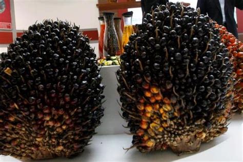 Begini proses pengolahan buah kelapa sawit hingga menjadi minyak #prosespengolahankelapasawit. 4000 Gambar Buah Kelapa Sawit Mentah HD Terbaik - Gambar ID