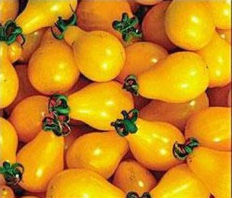Yellow Pear Cherry Bell Tomaten Samen Bestellen Chili Shop24de